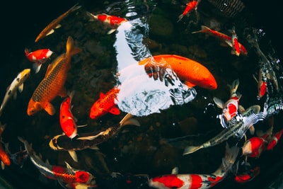 红色和橙色的鱼很多
